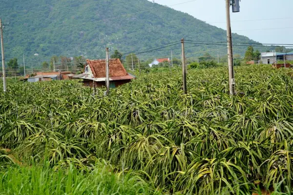 A dragonfruit farm.