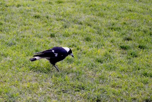 An Australian Magpie!