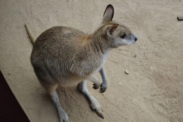 Wallaby!