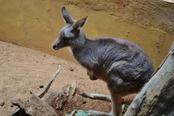 Kangaroo!