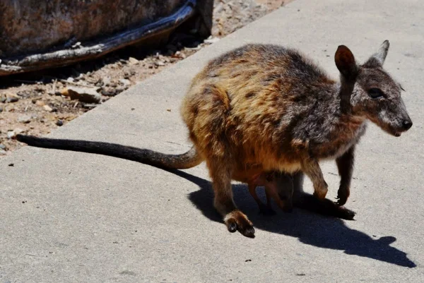 Rock wallaby! Check out the baby in its pouch. 