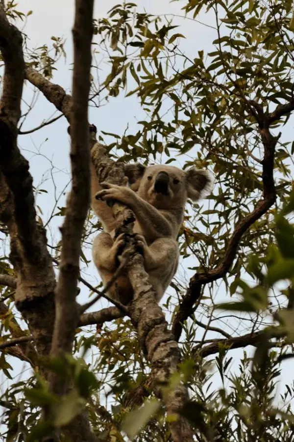 Wild koala on Magnetic Island!